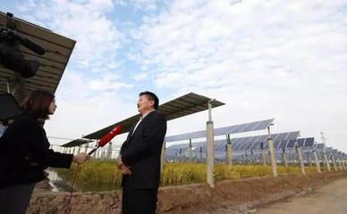 光伏板下长水稻 水稻田里养鱼蟹 协鑫集团积极探索土地综合开发新模式_财经_网
